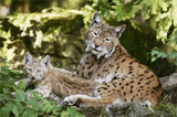 ../content/img/luchs01.gif